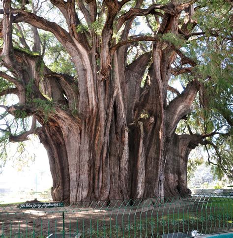 Curiosidades del Mundo: Árbol del Tule, México: El árbol más ancho del Mundo. Historia, leyenda ...