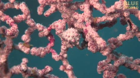 Amazing camouflage: Pygmy Seahorses and Pipefish! - YouTube