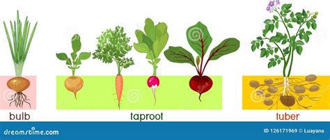 Different Types of Root Vegetables. Plants with Leaves and Root System Stock Vector ...