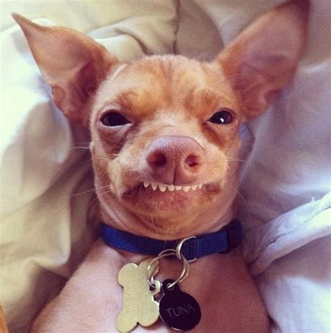 Meet Tuna the Chiweenie, Instagram's Cutest Dog With an Overbite