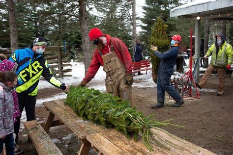 Christmas Trees — an Elusive Bit of Happiness for Canadians - The New York Times