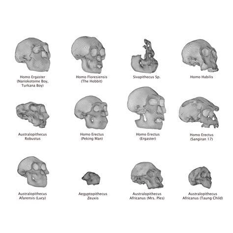 Czaszka Realistyczna czaszka Siva-pithecus Model 3D ewolucji modelu 3D model 3D $39 - .obj .ma ...