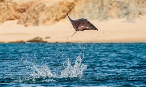 Mobula Ray Jumping Out of the Water. Stock Photo - Image of marine, flight: 148285058