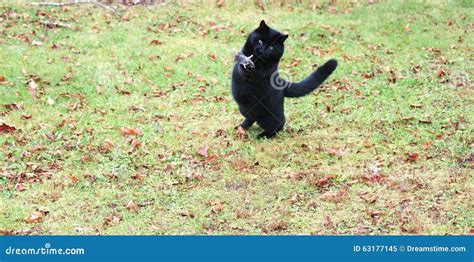 Black Cat,playing,with Mouse Stock Image - Image of food, caught: 63177145