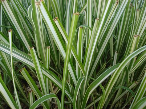 My Lubbock Garden: Ornamental Grasses: 'Cabaret' Miscanthus