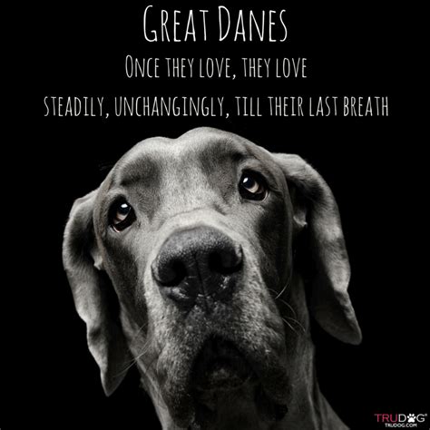 Great Danes Great Dane Funny, Great Dane Dogs, I Love Dogs, Puppy Love ...