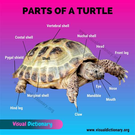 Turtle Anatomy: Discovering the Fascinating Parts of a Turtle - Visual ...