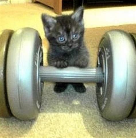 Top 10 Super Strong Cats That Are Stronger Than You