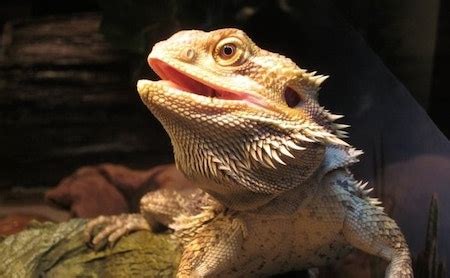 7 Bearded Dragon Behaviors Decoded (Plus When to Worry!)