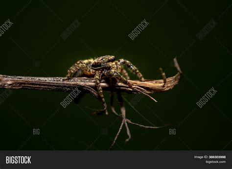 Jumping Wolf Spider Image & Photo (Free Trial) | Bigstock