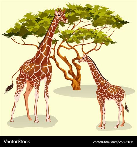 Cartoon giraffes eating foliage acacia trees in Vector Image