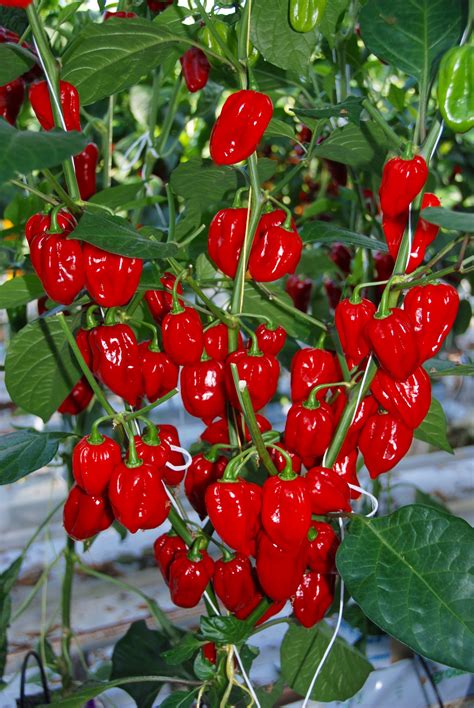 Habanero Red TP5901 | Femix Seeds