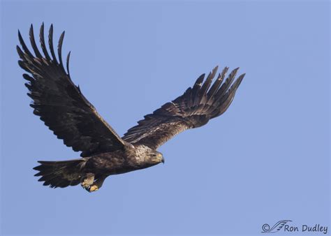 Golden Eagle In Flight In Morning Light « Feathered Photography