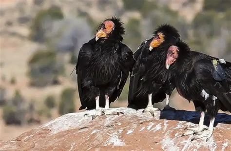 California Condor - Description, Habitat, Image, Diet, and Interesting ...