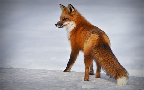 Free winter fox snow animal - Image