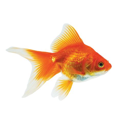 Red & White Ryukin Goldfish For Sale - Small | Petco