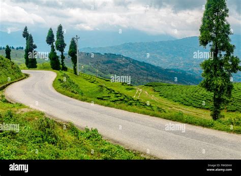 Kanyam Tea Estate in Ilam, Nepal Stock Photo - Alamy