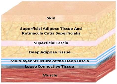 [해부실습] #1. 피부의 구성, 피부의 층, 근막, 외피계통 | dermis, epidermis : 네이버 블로그