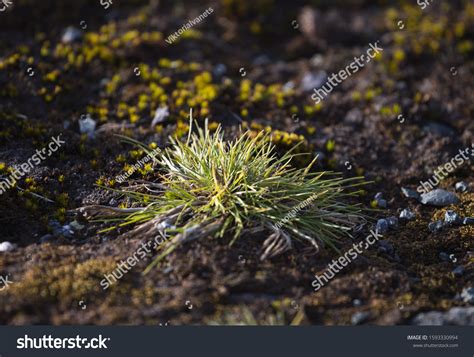 Macrophoto Deschampsia Antarctica Antarctic Hair Grass Stock Photo 1593330994 | Shutterstock