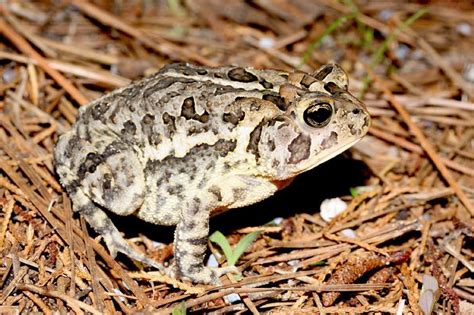 Are Southern Toads Poisonous to Humans? Unveiling the Truth - AMPHIPEDIA