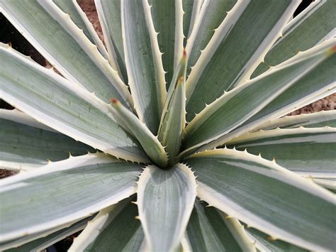 AGAVE ANGUSTIFOLIA 'MARGINATA' | thepalmtreecompany