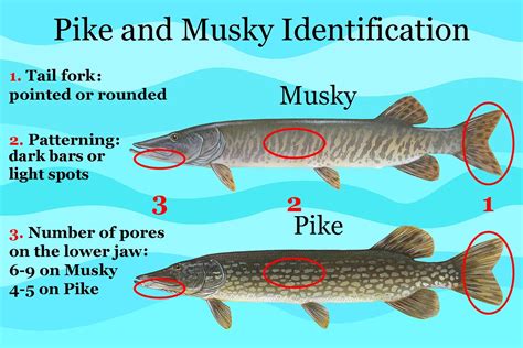 Muskie vs Pike species identification