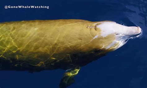 Cuvier's Beaked Whale Sounds | Ocean Conservation Research