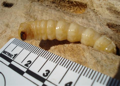 Asian Longhorned Beetle Larva - Entomology Today