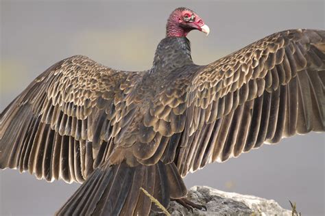 Vulture Feather Detail | Flickr - Photo Sharing!