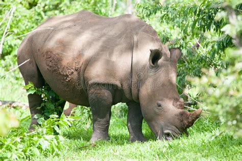 White Rhino Grazing on Grass Stock Image - Image of dehorned, close ...