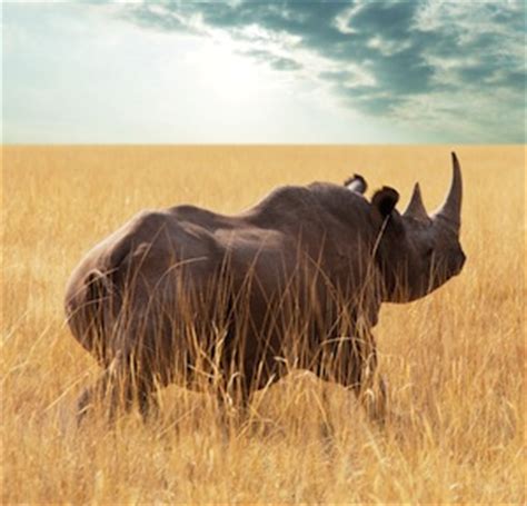 Rhinoceros Habitat - Animal Facts and Information