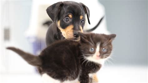 Kittens Meet Puppies For The First Time - YouTube