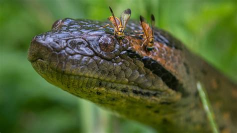 New species of giant snake discovered in the Amazon during filming for Nat Geo TV series 'Pole ...