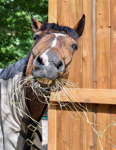 A Horse Eating Some Hay Is an Example of - GavynkruwCross