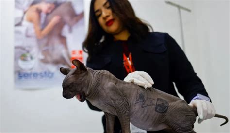 Rescatan de una cárcel a gatico sin pelo y tatuado por banda criminal - LaKalle