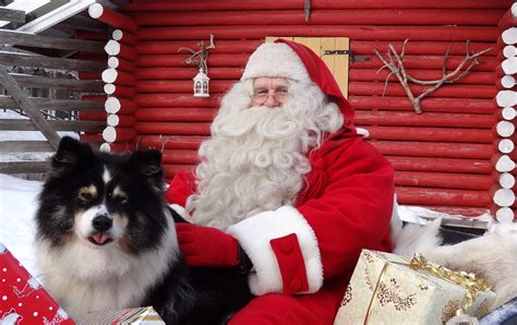 Santa Claus feeding reindeer at the top Ritavaara in Pello in Lapland ...