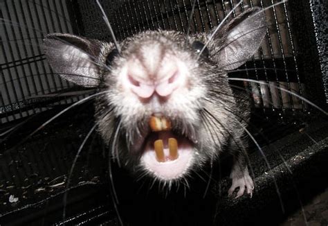 Scary Rat Images | Unnerving Images for Your All