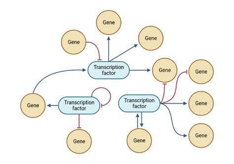 Gene Regulatory Network | BioRender Science Templates