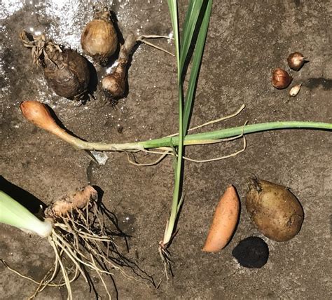 Bulb, Tuber, Corm or Rhizome? | MonteGatta Farm