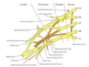 Brachial Plexus Anatomy: Overview, Gross Anatomy, Blood Supply of the Brachial Plexus