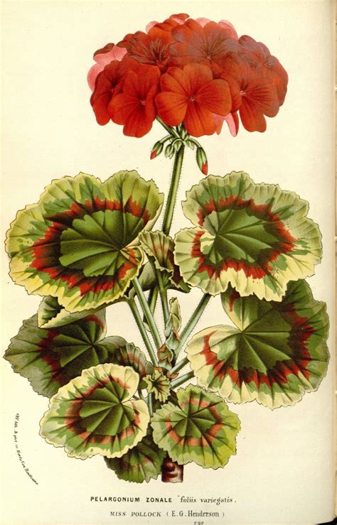 Geranium Seed Botanical Painting, Botanical Drawings, Botanical Art, Flower Painting ...
