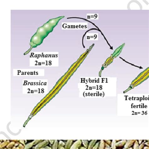 (PDF) Polyploidy in Crop Improvement and Evolution