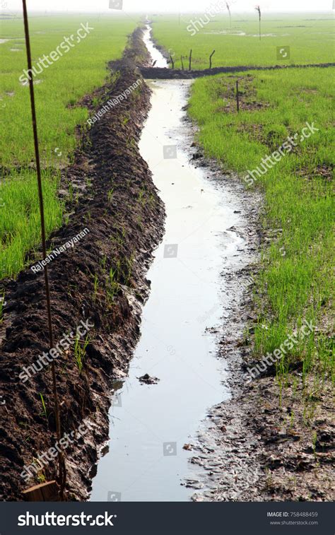 Paddy Field Beautiful Farmland Kuttanadu Kerala Stock Photo 758488459 ...