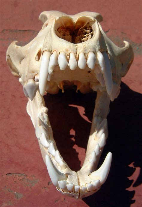 wolf skull open - Google Search | Anatomy | Wolf skull, Skull art, Skull anatomy