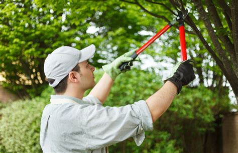 Tips to Hire an Expert to Perform Tree Maintenance | Fandecomix.com