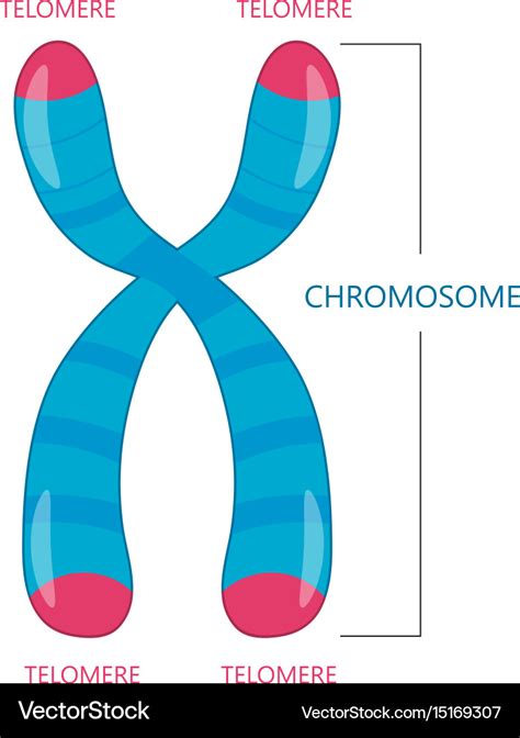 Telomere is the end of a chromosome Royalty Free Vector