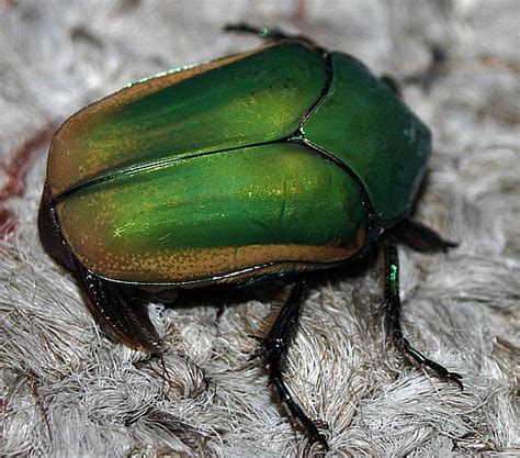 Green june bug - like - Cotinis mutabilis - BugGuide.Net