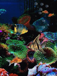 reef GIF - Download & Share on PHONEKY