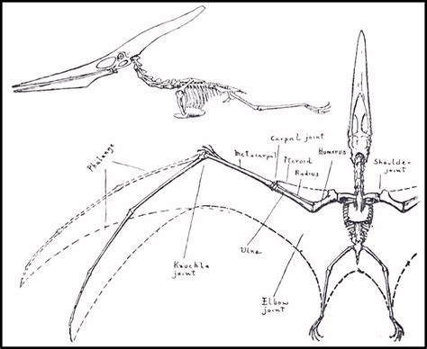 Pterodactyl Anatomy