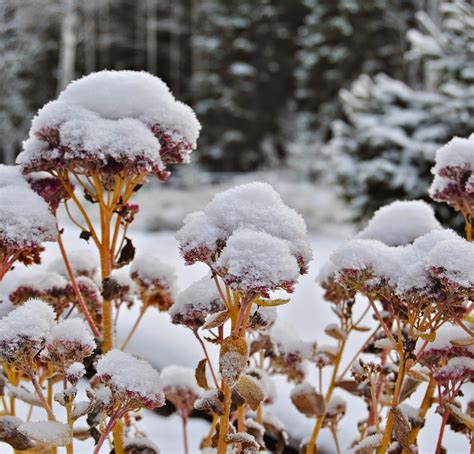 Hylotelephium spectacle (Sedum) in snow. From my own garden. | Winter garden, Sedum, Succulents ...